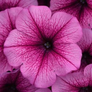 Easy Wave Rose Fusion