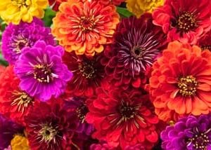 Calfornia Giants Mix