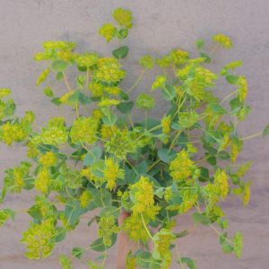 Green Gold