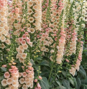Dalmatian Peach