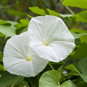 Moonflower