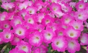 Opera Supreme Pink Morn