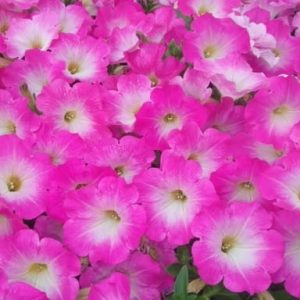Opera Supreme Pink Morn