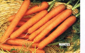Nantes Scarlet