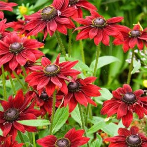 Cherry Brandy