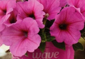 Easy Wave Pink Passion