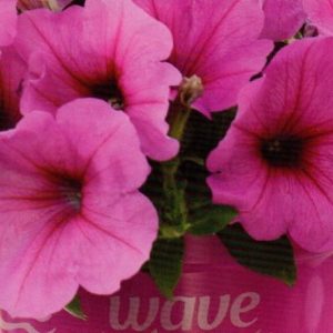 Easy Wave Pink Passion