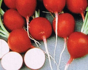 Cherry Belle