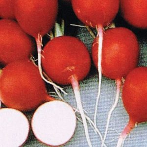 Cherry Belle