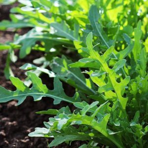 Arugula