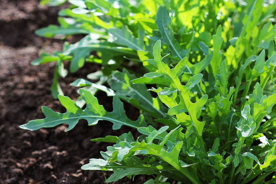 Arugula 1 Arugula