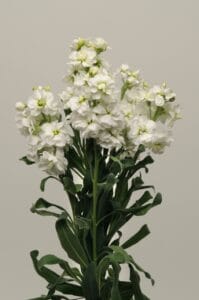 Katz White