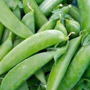 Sugar Snap Tendersweet