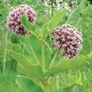 Milkweed