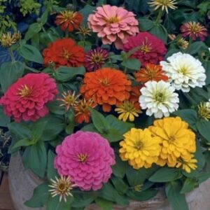 Magellan Mix
