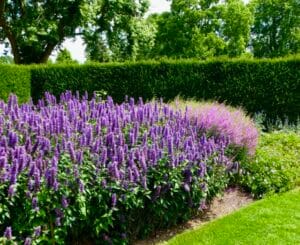 Agastache