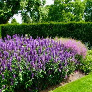 Agastache