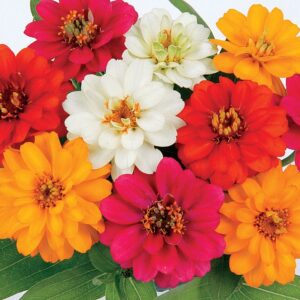 Profusion Double Mix