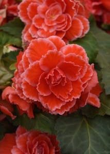 Ameri Hybrid Red Lace