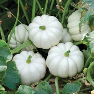 Casperita