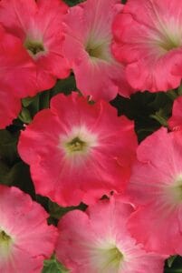 Easy Wave Rosy Dawn