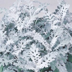 Silver Dust