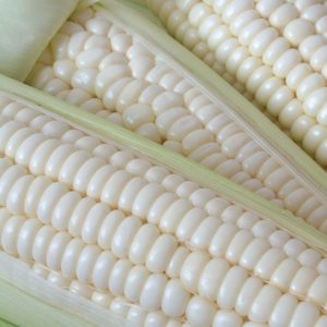 Magnolia MXR