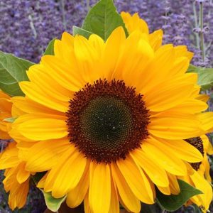 Summer Provence