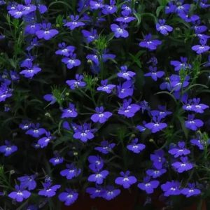 Regatta Midnight Blue