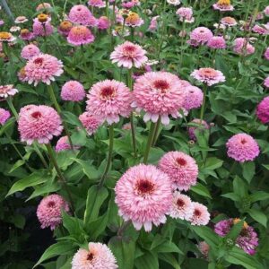 Zinderella Lilac