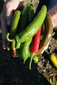 Garden Salsa