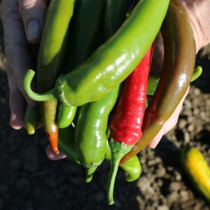 Garden Salsa