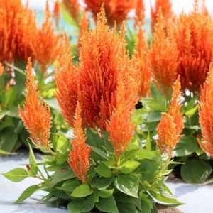 Flamma Orange
