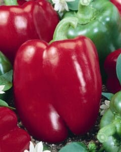 Big Red