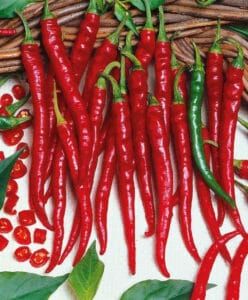 Cayenne Long Thin