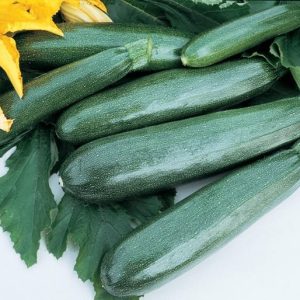 Zucchini Elite