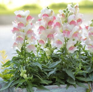 Candy Tops Pink Bicolor