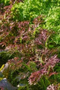 Red Streaked Mizuna
