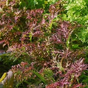 Red Streaked Mizuna