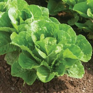 Paris Island Romaine