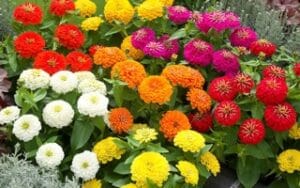 Precosia Mix