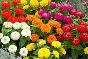 Precosia Mix