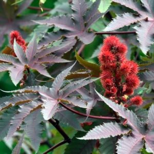 Castor Bean