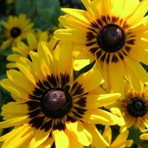 Denver Daisy