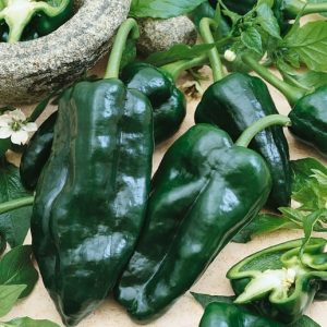 Poblano