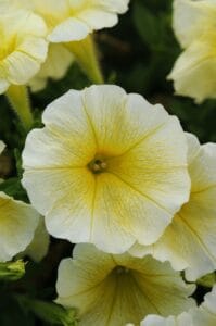 E3 Yellow