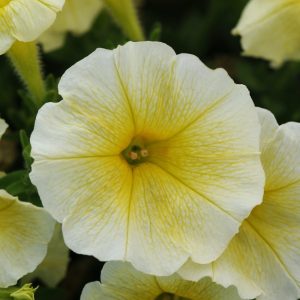 E3 Yellow