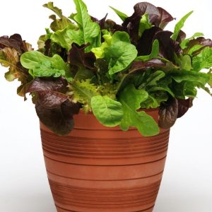 Simply Salad City Garden Mix