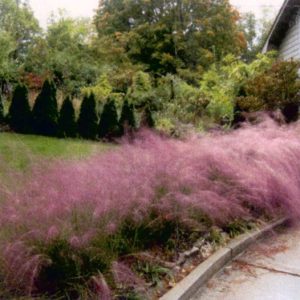 Muhly Purple