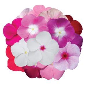 Mega Bloom Mix